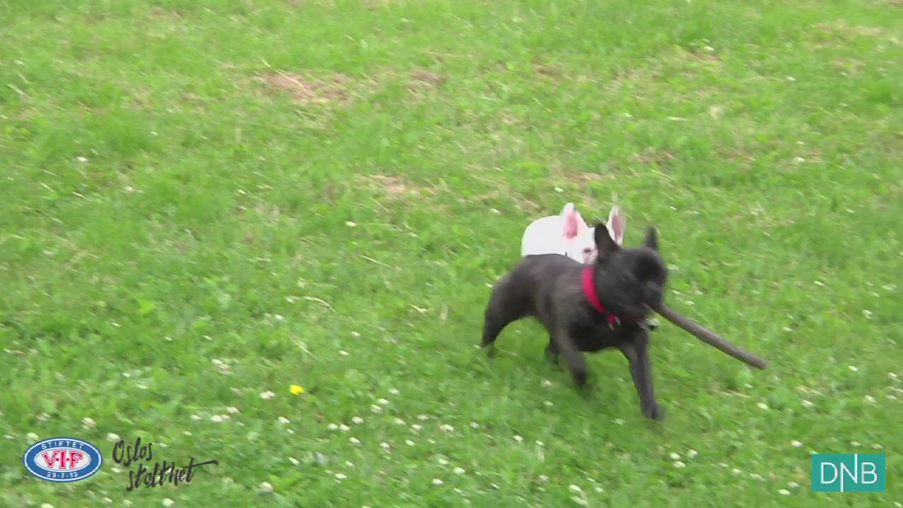 Fredheim Holm og Kippe før LSK-kampen